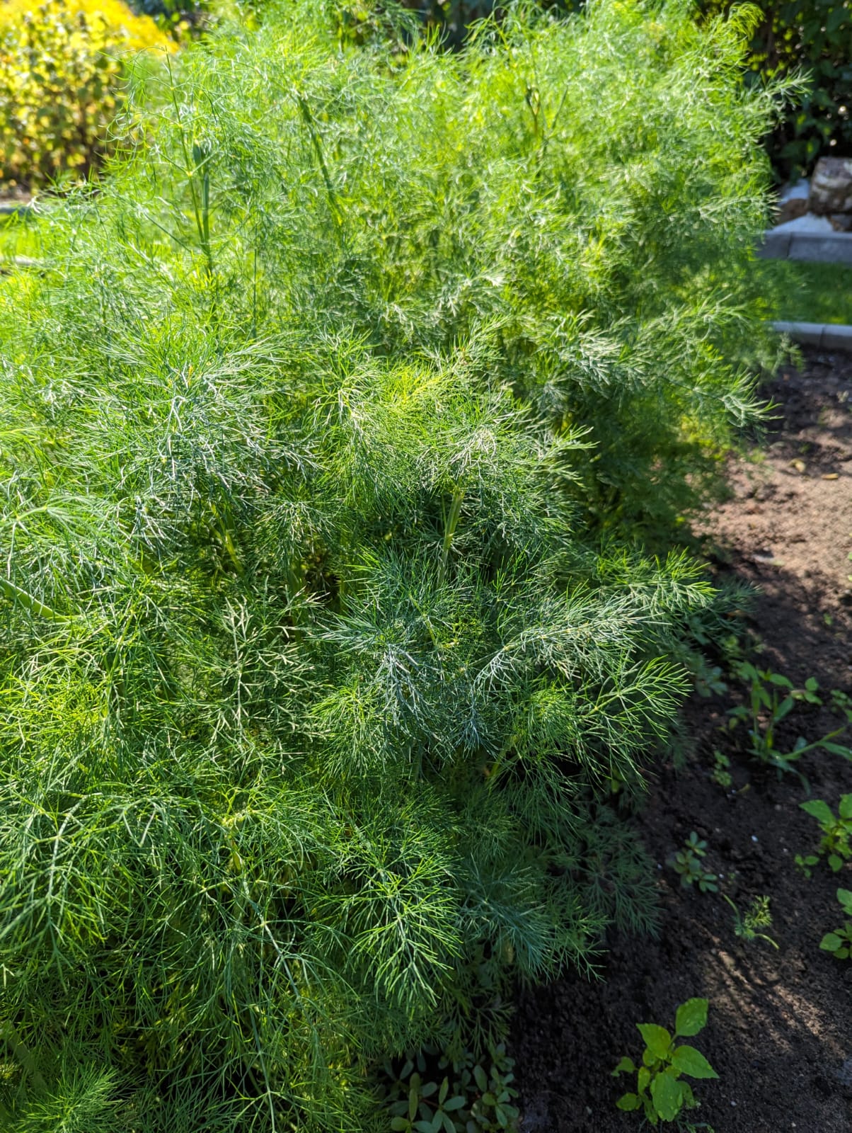 Gartenparzelle
